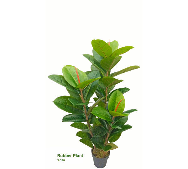 Rubber-Tree 1.1m