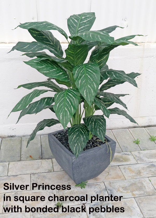 Silver Princess Plant 1.2m
