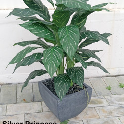 Silver Princess Plant 90cm - artificial plants, flowers & trees - image 3