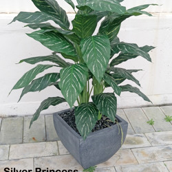 Silver Princess Plant 1.2m - artificial plants, flowers & trees - image 3