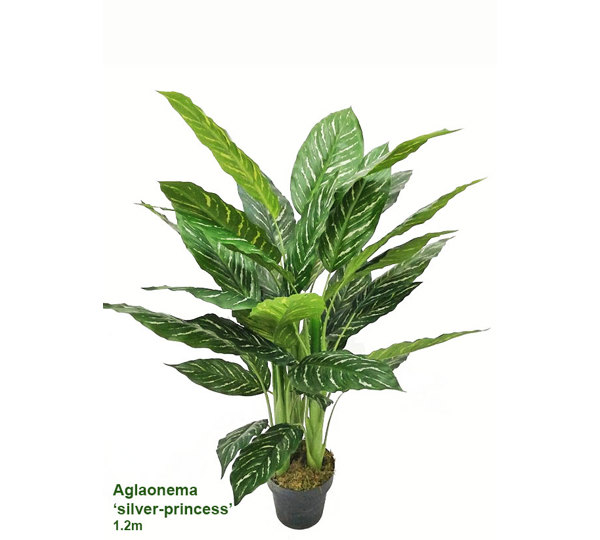 Silver Princess Plant 1.2m