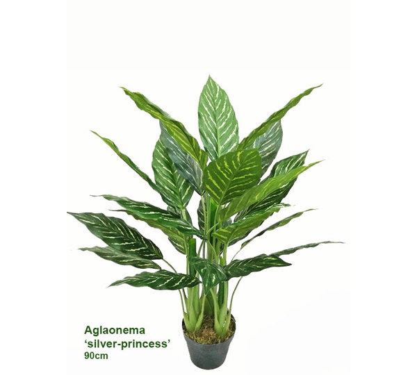 Silver Princess Plant 90cm