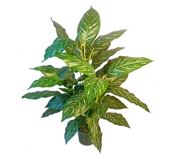 Silver Princess Plant 1.4m