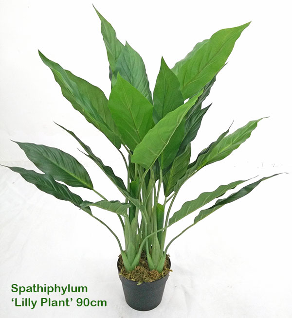 Lilly Plant [spathiphylum] 90cm