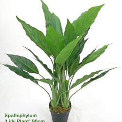 Lilly Plant [spathiphylum] 90cm - artificial plants, flowers & trees - image 5