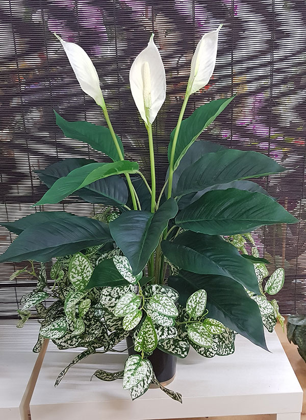 Madonna Lilly- 75cm x 3 flowers