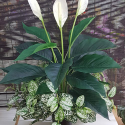 Madonna Lilly- 75cm x 3 flowers - artificial plants, flowers & trees - image 2