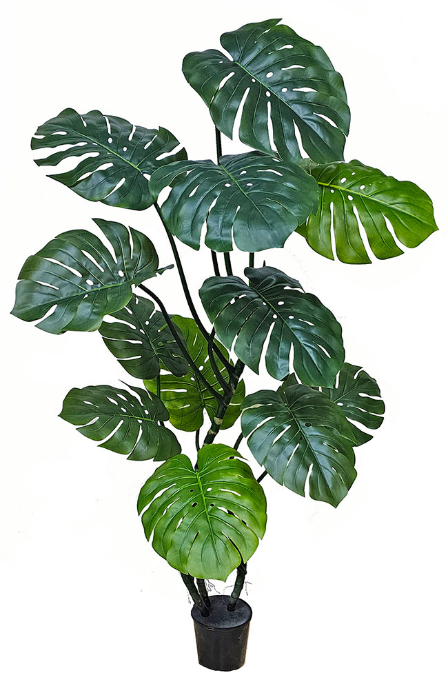 Swiss Cheese Plant [Monstera] 1.7m