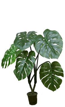 Swiss Cheese Plant [Monstera] 1m 
