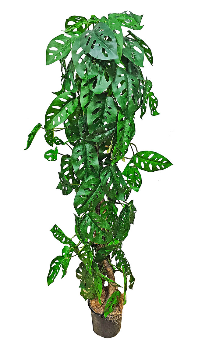 Swiss Cheese Plant Totem 1.2m 