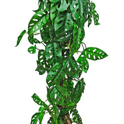 Swiss Cheese Plant Totem 1.2m  - artificial plants, flowers & trees - image 2