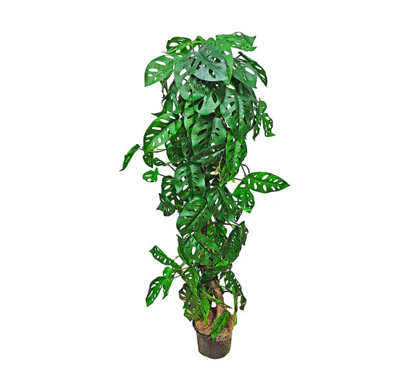 Swiss Cheese Plant Totem 1.2m