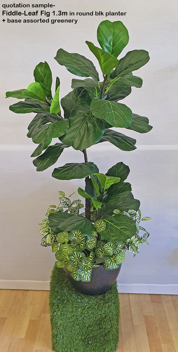Trough Planters- with Fiddle-Leaf Ficus 1.35m tall