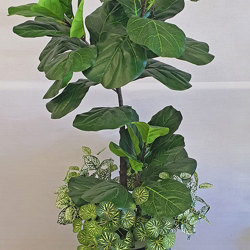 Trough Planters- with Fiddle-Leaf Ficus 1.35m tall - artificial plants, flowers & trees - image 4