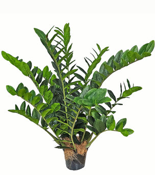 Zanzibar Gem Plant 90cm