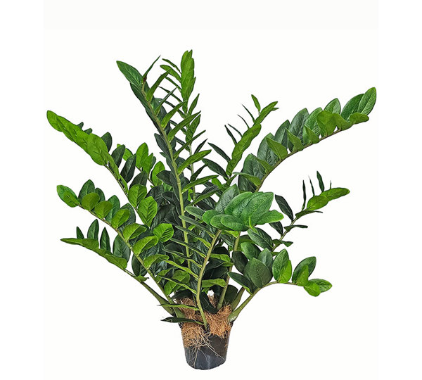 Zanzibar Gem Plant 90cm