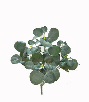 Small Bush- Grey Eucalypt
