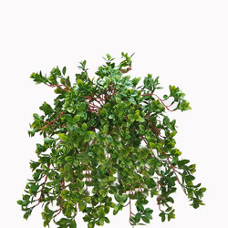 Trailing Jade Plant - artificial plants, flowers & trees - image 10