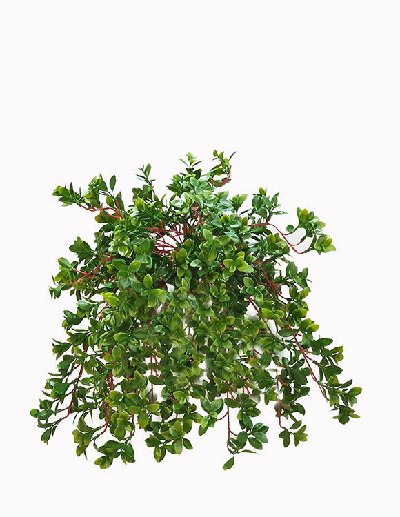 Articial Plants - Trailing Jade Plant