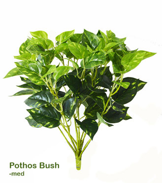 Medium Bush- Pothos
