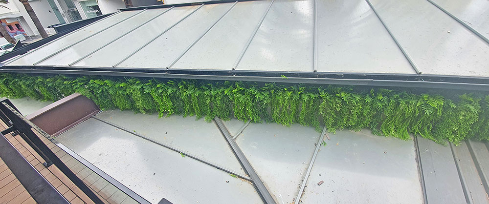 UV-Trailer: 'Silver Falls' Fern 70cm