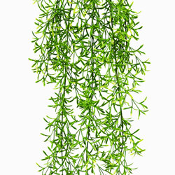 UV-Trailer: Asparagus Fern- variegated 70cm  - artificial plants, flowers & trees - image 10