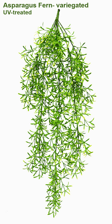 Articial Plants - UV-Trailer: Asparagus Fern- variegated 70cm 