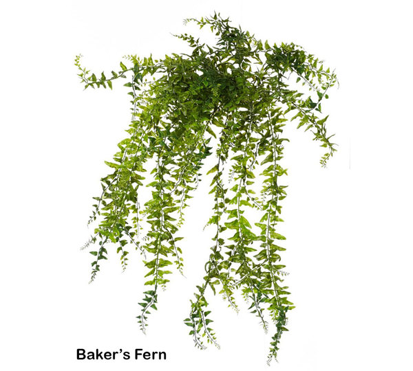 Bakers Fern