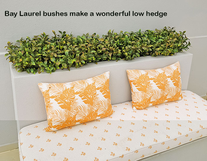 Bay Laurel Bush- UV-treated