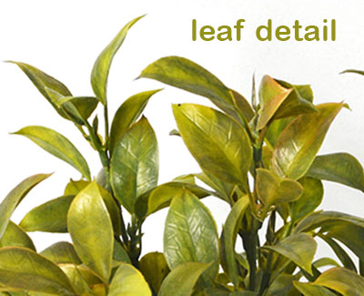 Bay Laurel Bush- UV-treated