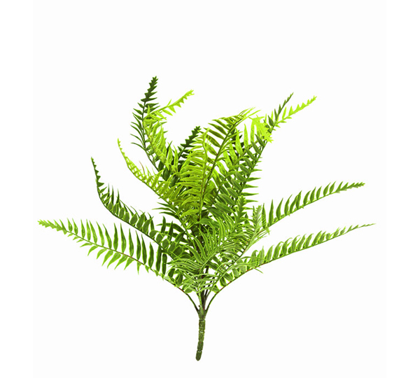 Ferns sml- Boston Fern UV-treated