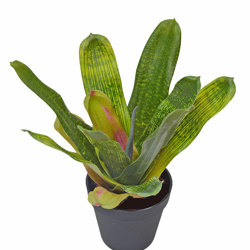 Bromeliad- light green in plastic pot   - artificial plants, flowers & trees - image 4