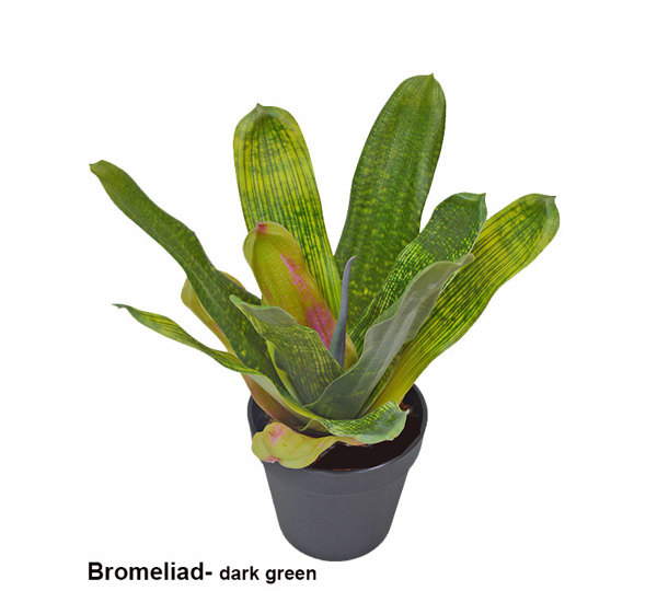 Bromeliad- dark green in plastic pot