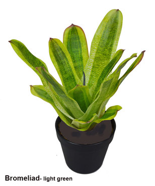 Bromeliad- light green in plastic pot  