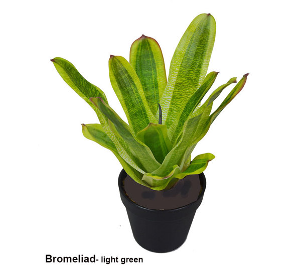 Bromeliad- light green unpotted