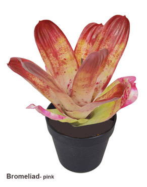 Bromeliad- mottled pink unpotted