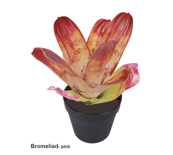 Bromeliad- mottled pink unpotted