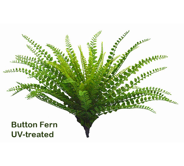 Button Fern UV-treated