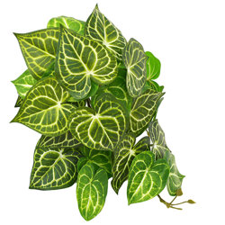 Bushes...sml trailer- Caladium white-green - artificial plants, flowers & trees - image 2