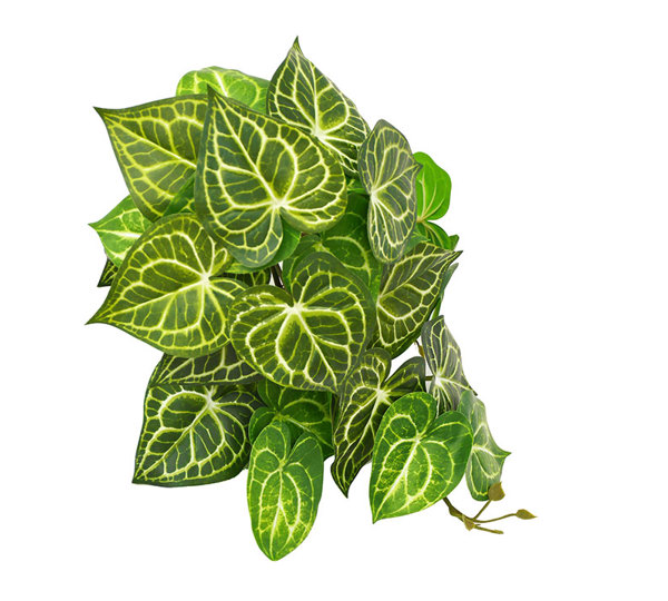 Bushes...sml trailer- Caladium white-green