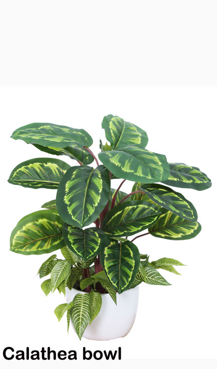 Articial Plants - Greenery Bowls- Calatheas