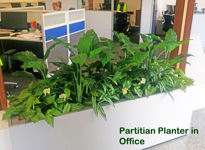 Lilly Plant [spathiphylum] 90cm