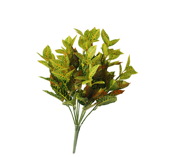 Small Bush- Croton