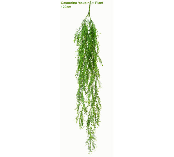 UV-Trailer: Casuarina 'cousin-It' Plant 120cm