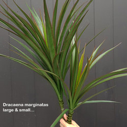 Dracaena- marginata Plant UV-treated 25 leaves - artificial plants, flowers & trees - image 3