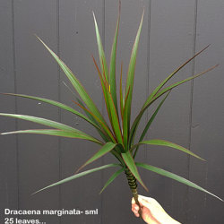 Dracaena- marginata Plant UV-treated 25 leaves - artificial plants, flowers & trees - image 1