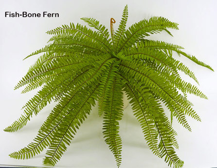 Fish-bone Ferns unpotted [large]