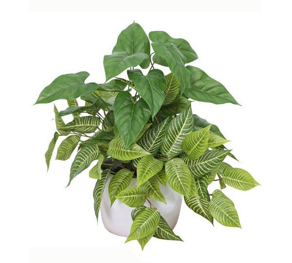 Greenery Bowls- Anthurium & Zebra mix