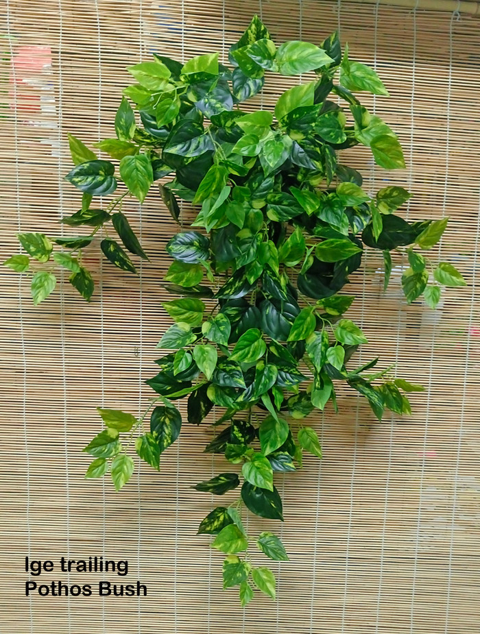 Trailing Bush- lge Philo