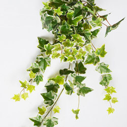 Ivy Bush- variagated [devil's ivy] - artificial plants, flowers & trees - image 2